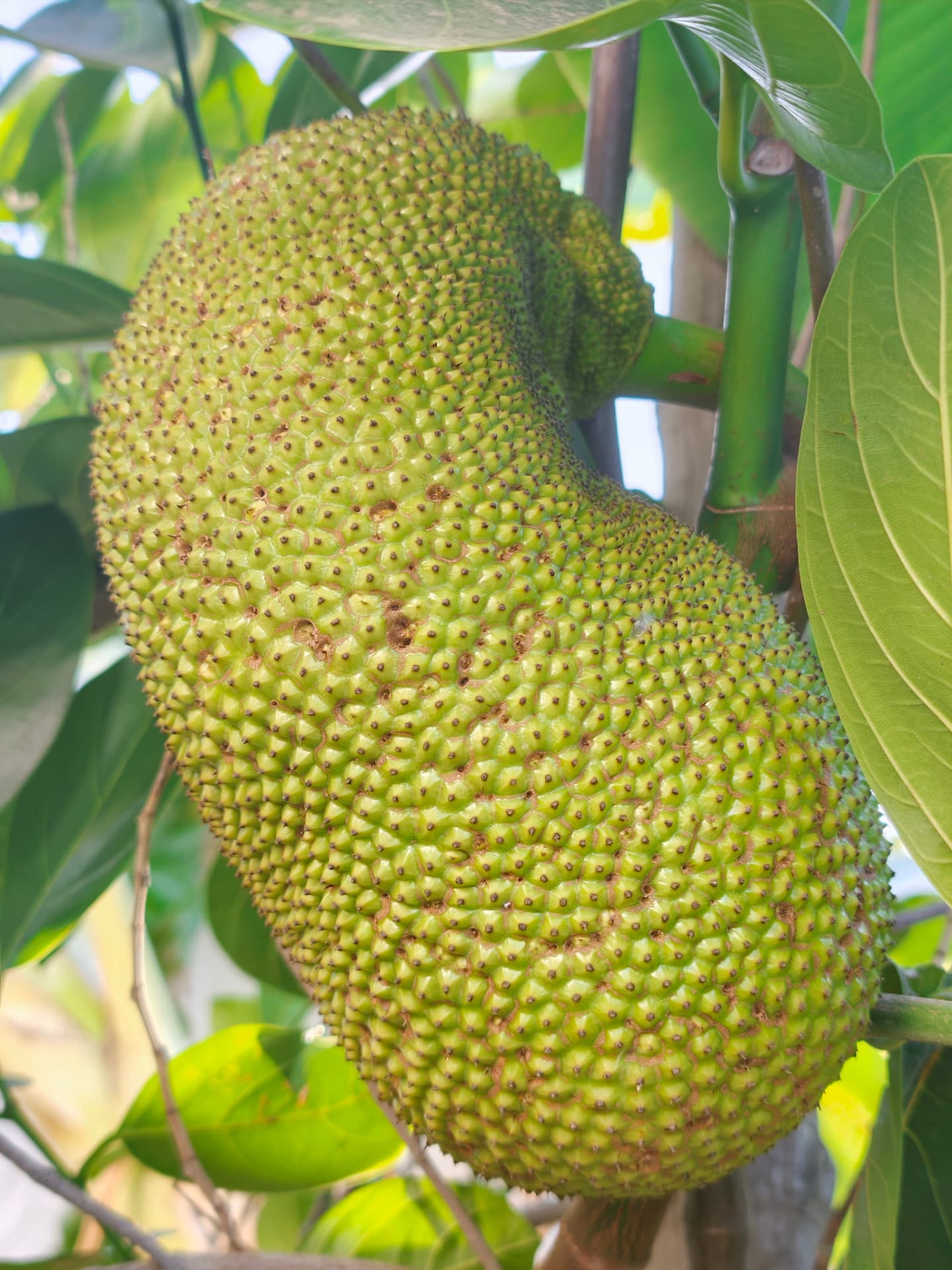 צ'אמפאג'ק 'גולד לברום' (Artocarpus integer): ההכלאה של הצ'אמפדק והג'ק פרוט