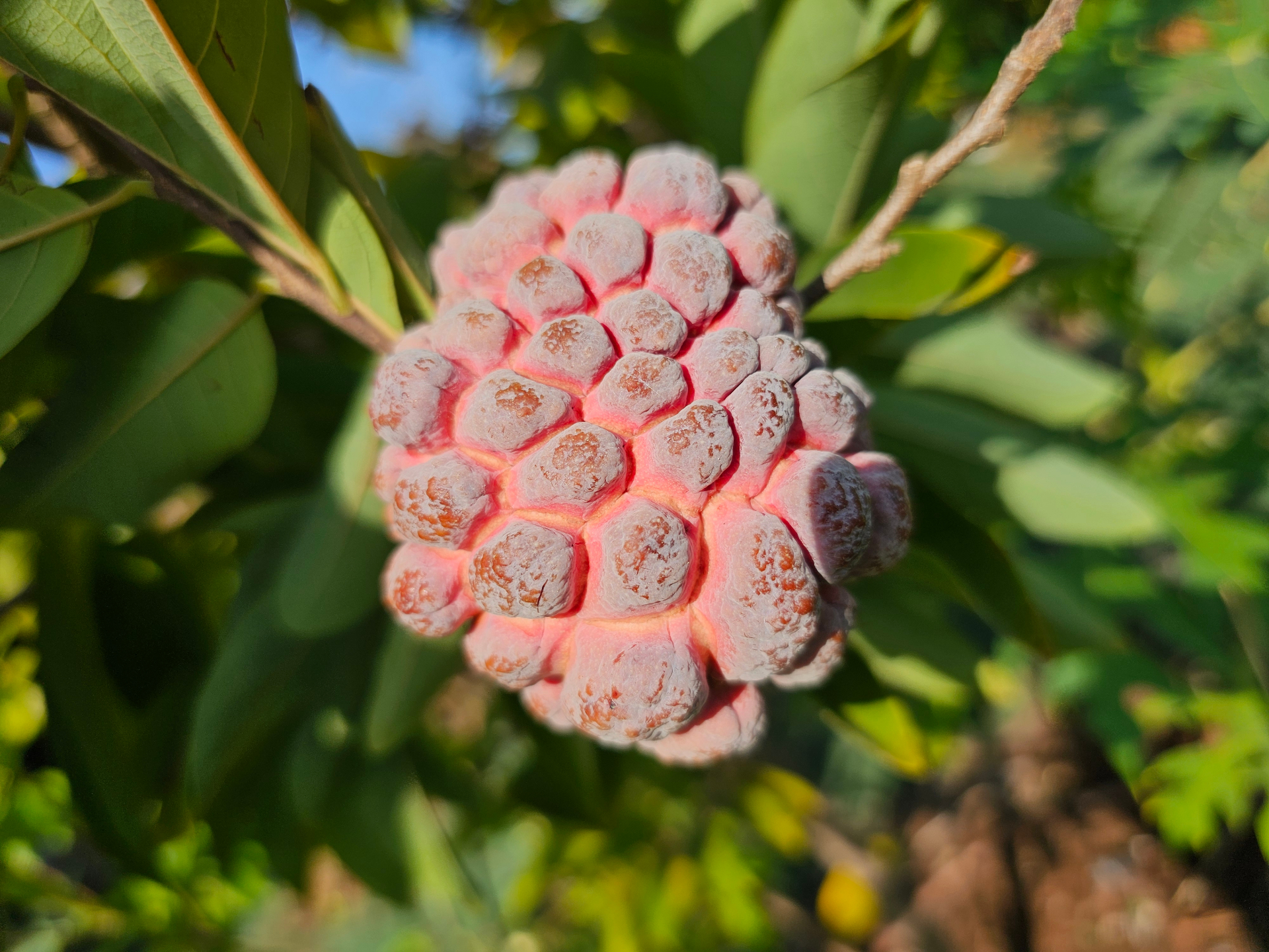 אנונה קשקשית סגולה (Purple Sugar Apple): הזן האדום-ארגמני