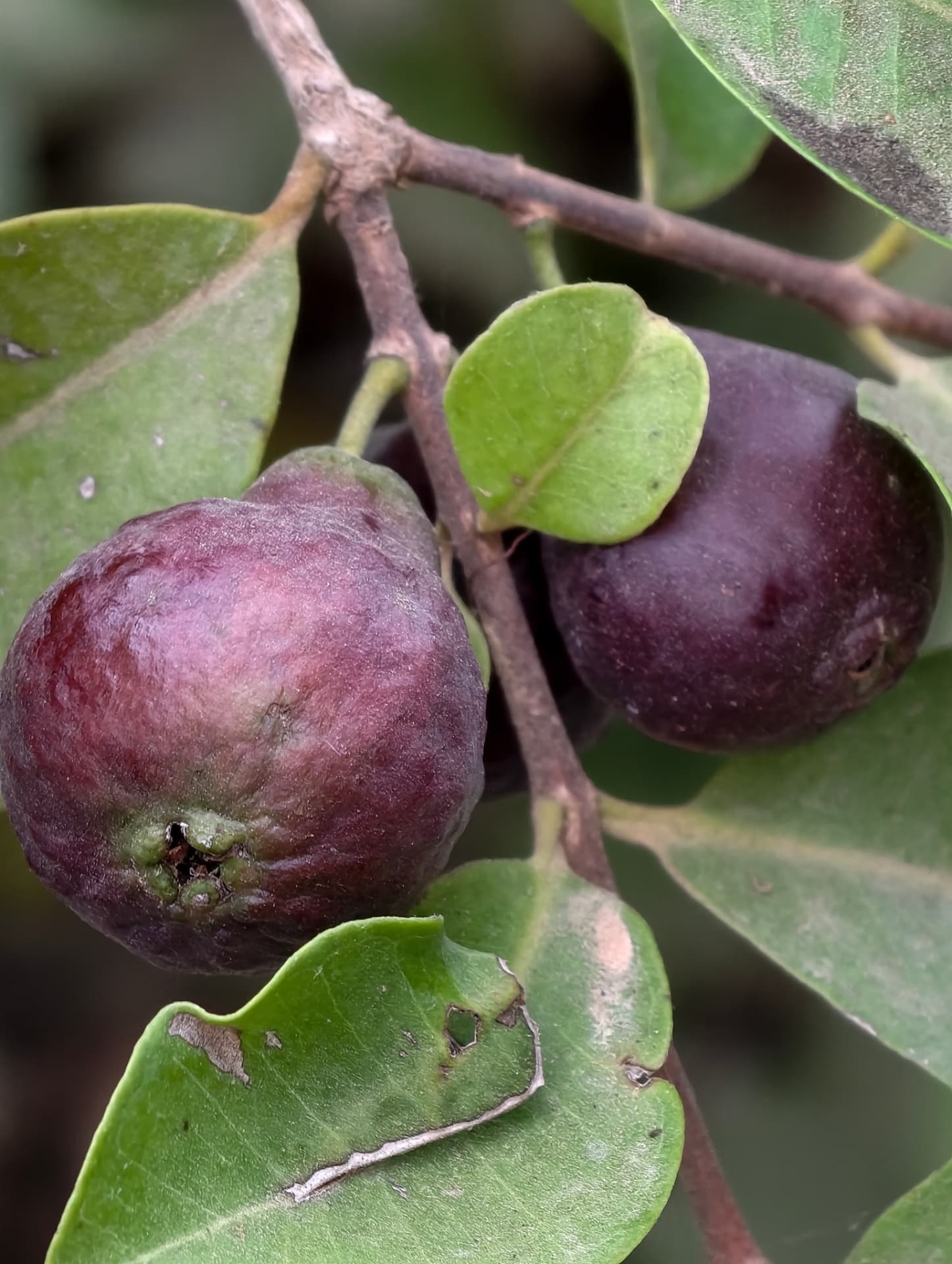 גויאבת יער סגולה (Psidium eugeniaefolia): הגויאבה הקטנה והנדירה