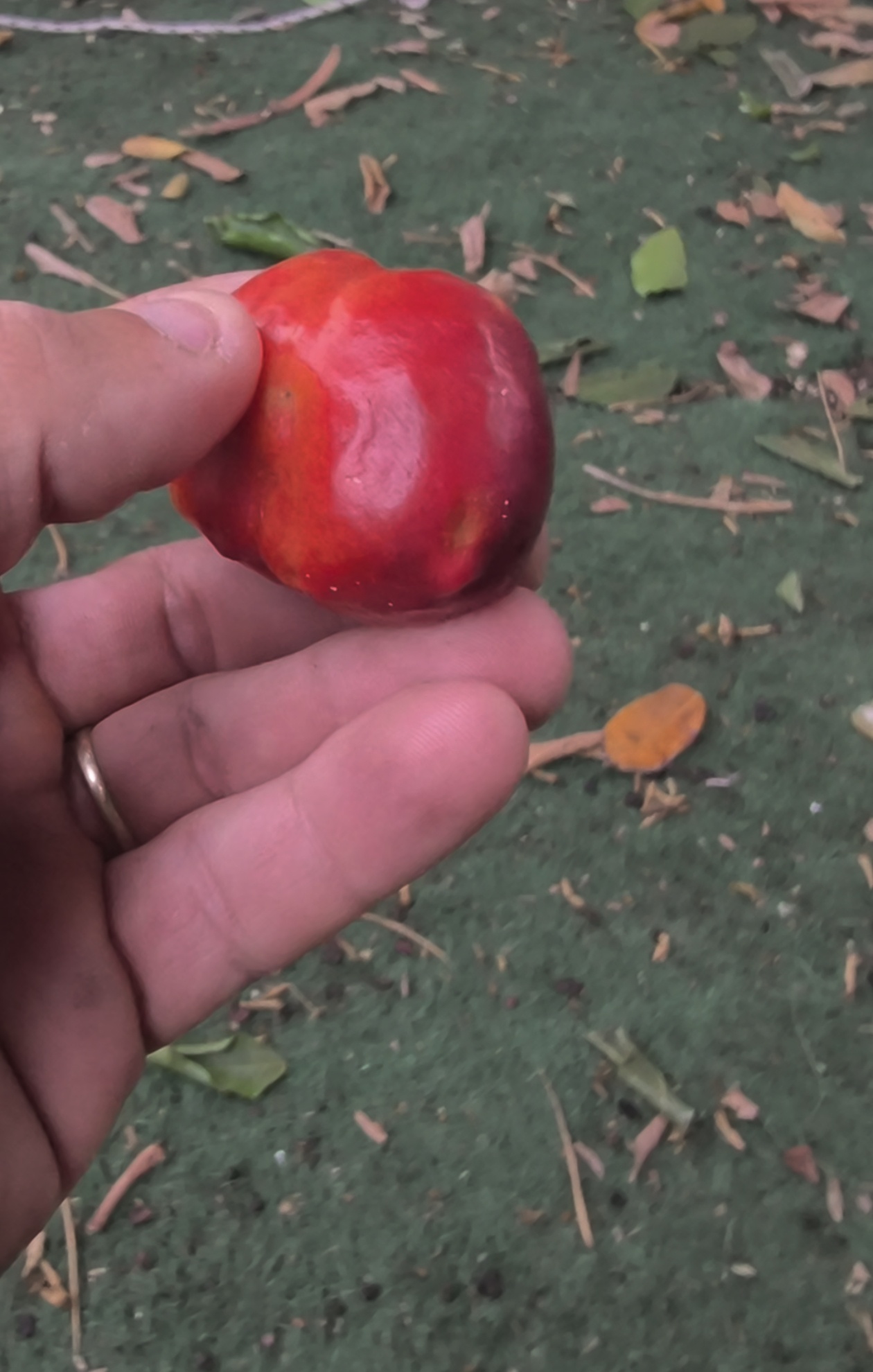 מומבין אדום (Spondias purpurea): הפרי, הגידול בישראל ומה אומר המחקר