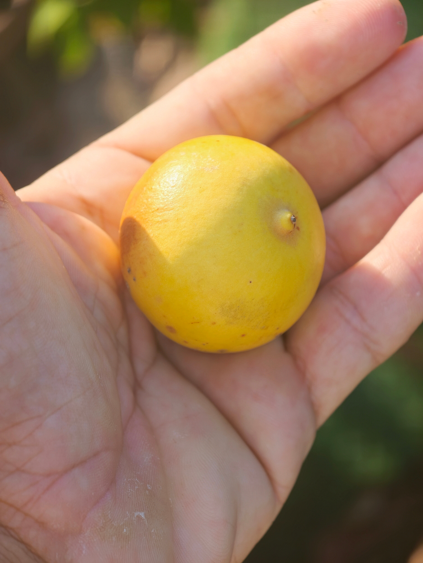 מימוסופס קוריאקאה (Mimusops coriacea): פרי נדיר בטעם ספודילה חמאתי