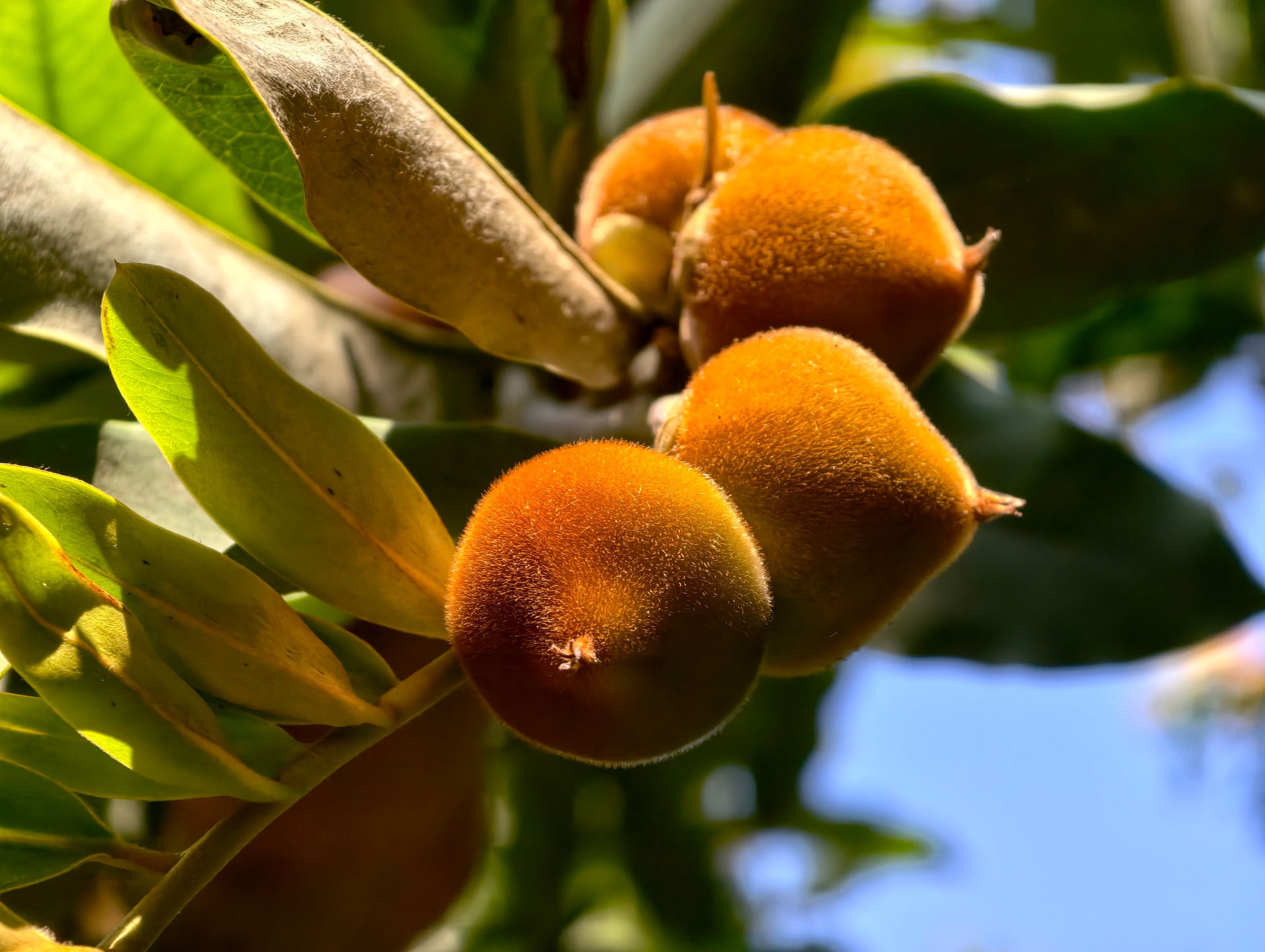 מאבולו (אפרסימון קטיפה, Diospyros blancoi) — הפרי הלאומי של הפיליפינים: מדריך מלא
