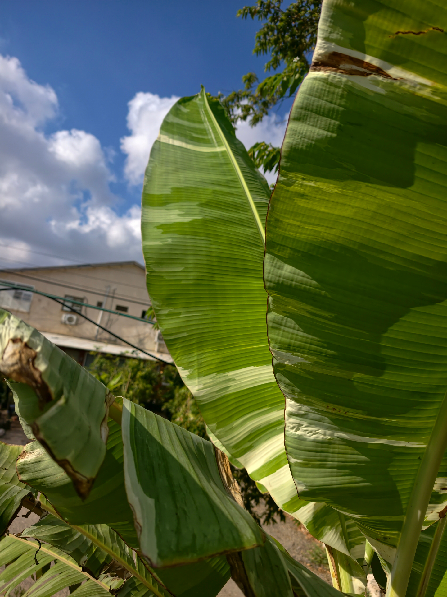 בננה מגוונת 'פלורידה' (Musa 'Florida Variegata'): מדריך גידול