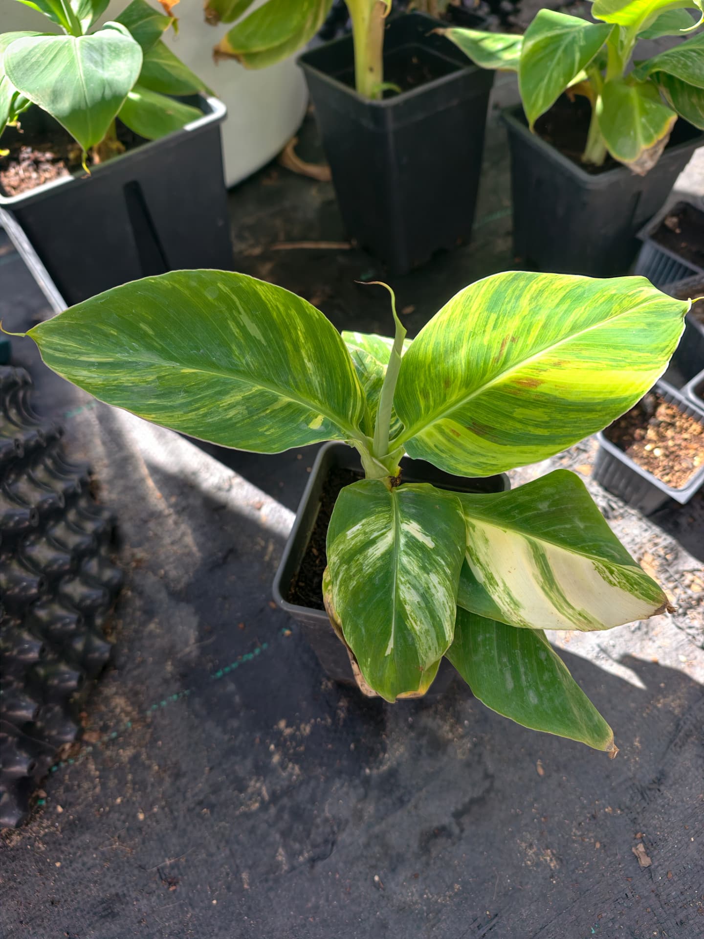 בננה ננסית מגוונת (Musa acuminata Dwarf Variegated): בננת המרפסת