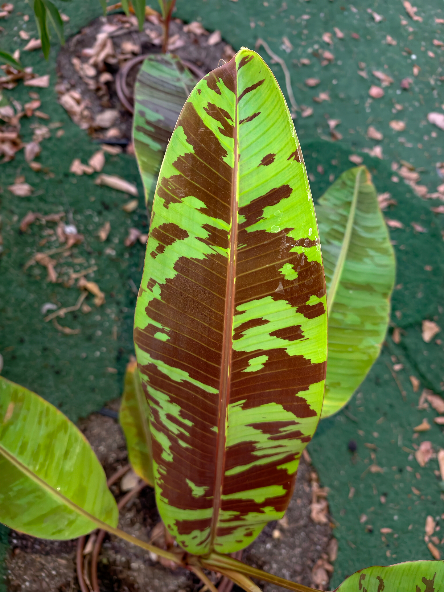 בננת 'רד טייגר' (Musa sikkimensis): הבננה העמידה ביותר לקור
