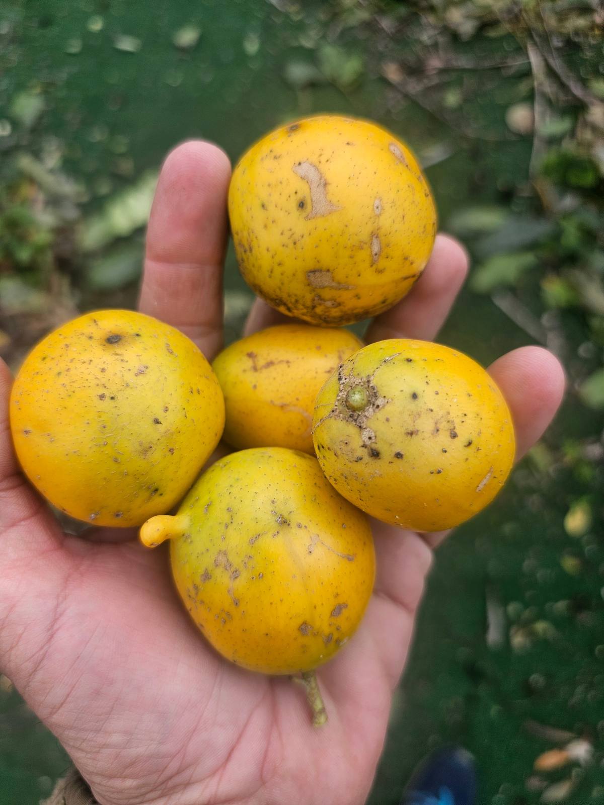 אמברלה (Spondias dulcis): פרי הג'ונגל הפריך — מדריך גידול בישראל