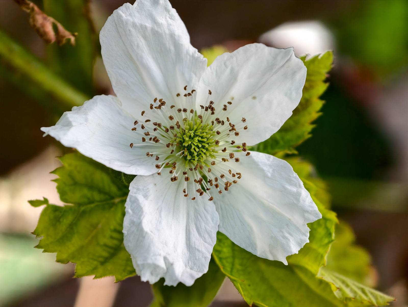 פטל שחור (Rubus fruticosus): מדריך גידול מלא בישראל