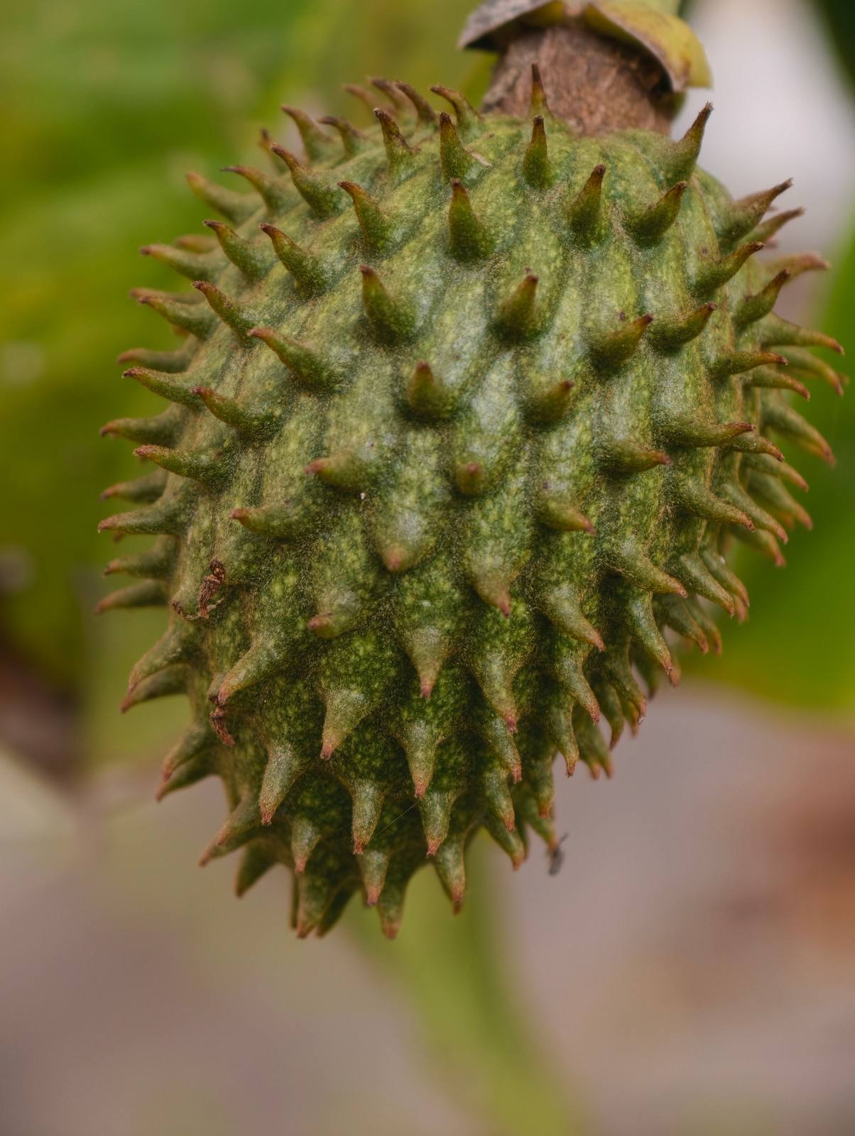 משפחת האנונאיים (Annonaceae): גרביולה, אנונה, רוליניה ופאפאו