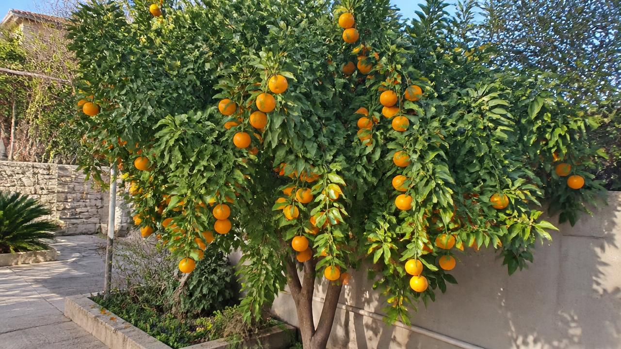 קלמנטינה ומנדרינה: מדריך גידול בגינה הישראלית