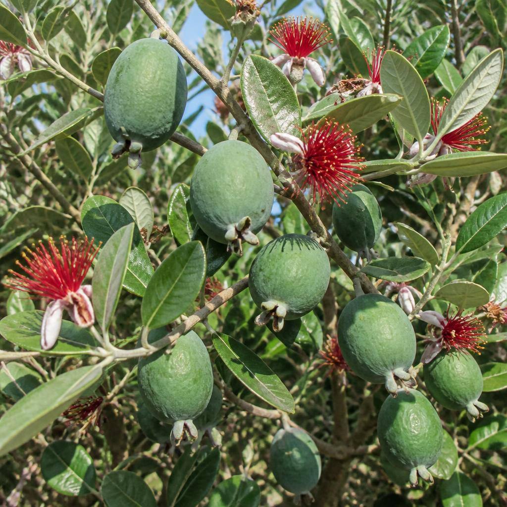 פיג'ואה (Acca sellowiana) — הפרי הניו־זילנדי הריחני עם טעם של ליצ'י־אננס