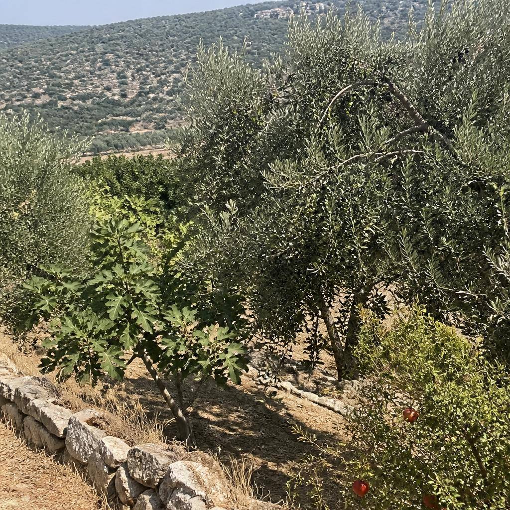 מדריך עצי פרי לגליל התחתון והכרמל — זנים מומלצים ואיך להצליח