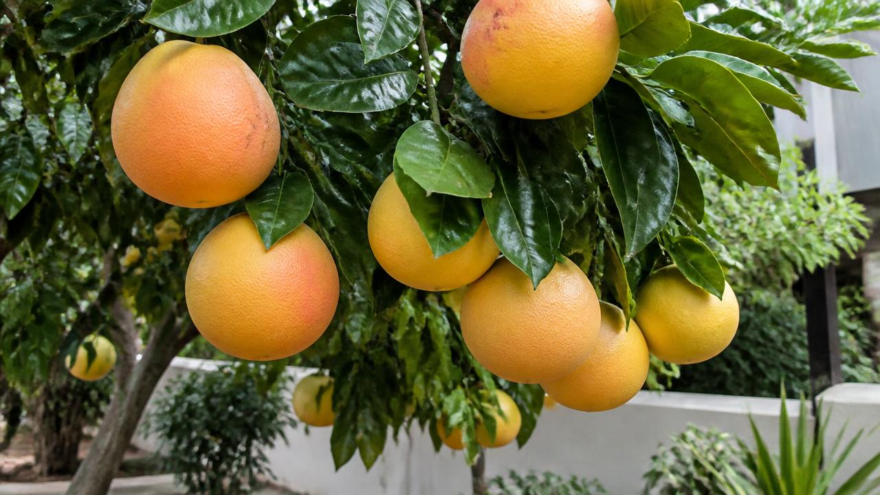 אשכולית: מדריך גידול, זנים ואזהרת תרופות