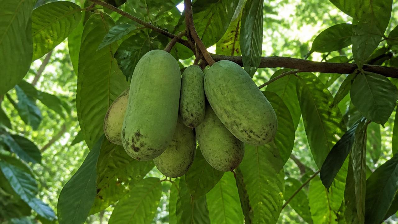 פאו פאו (Asimina triloba): האנונה הצפונית — גידול בישראל