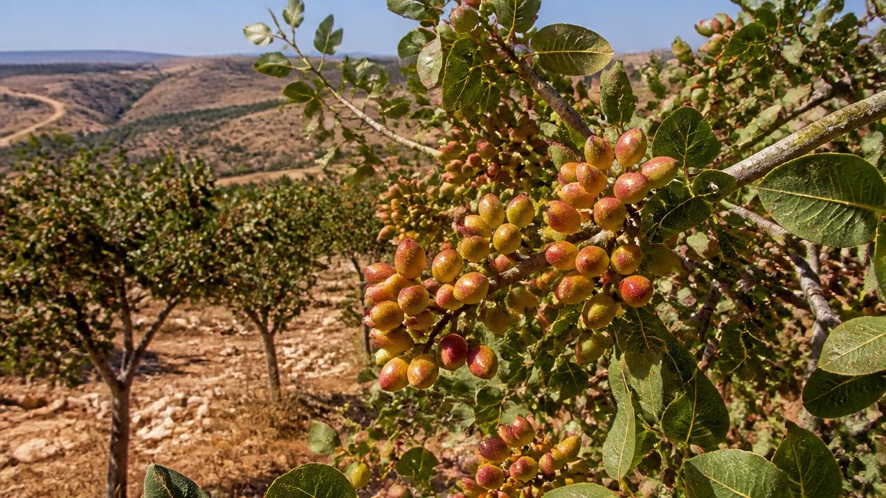 פיסטוק: מדריך גידול עץ הפיסטוק בישראל