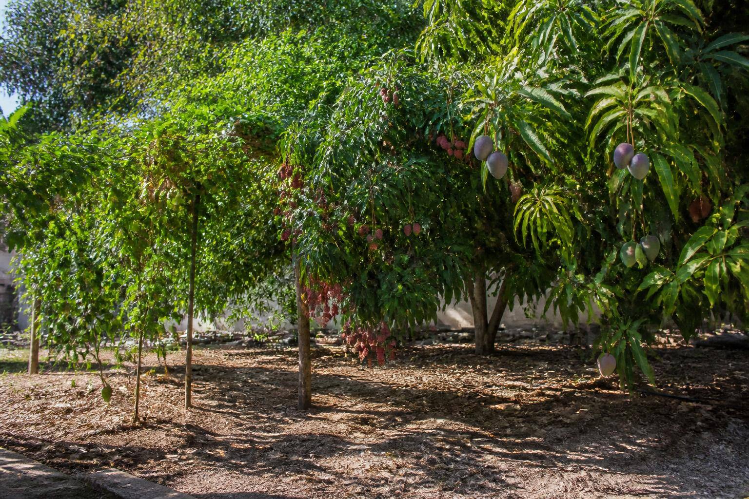 שאלות נפוצות על עצי פרי נדירים בישראל — כל מה שרציתם לדעת