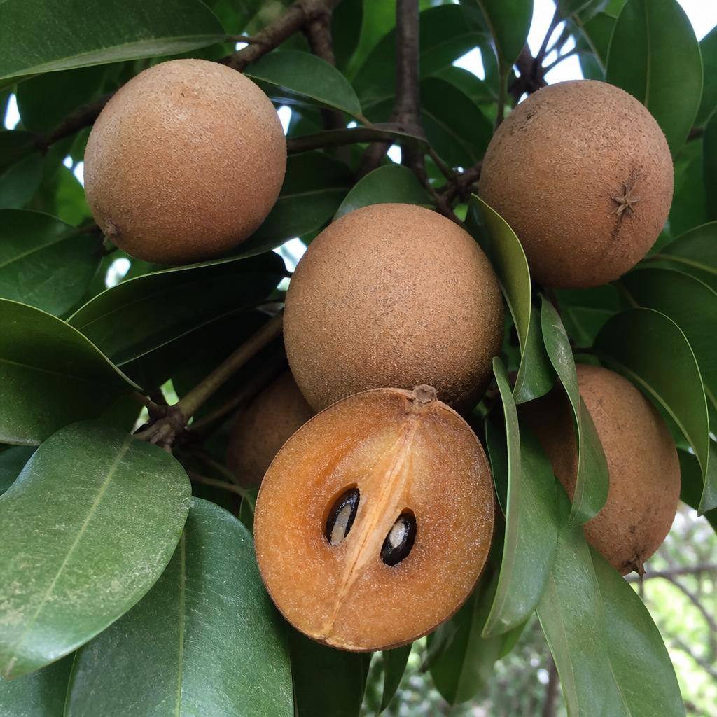 סאפודילה (Manilkara zapota) — פרי הקרמל של המאיה