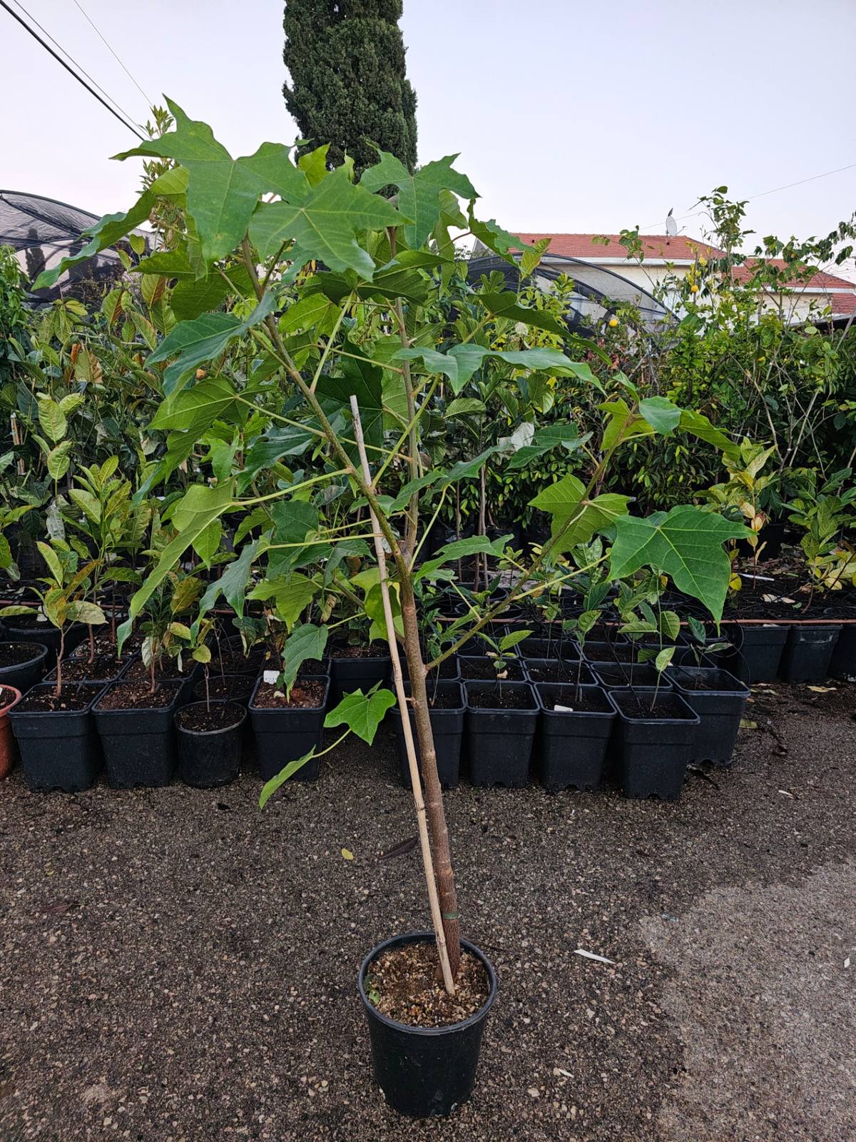 אגוז הנר (Aleurites moluccanus): עץ הקוקוי — מדריך גידול ואזהרת רעילות