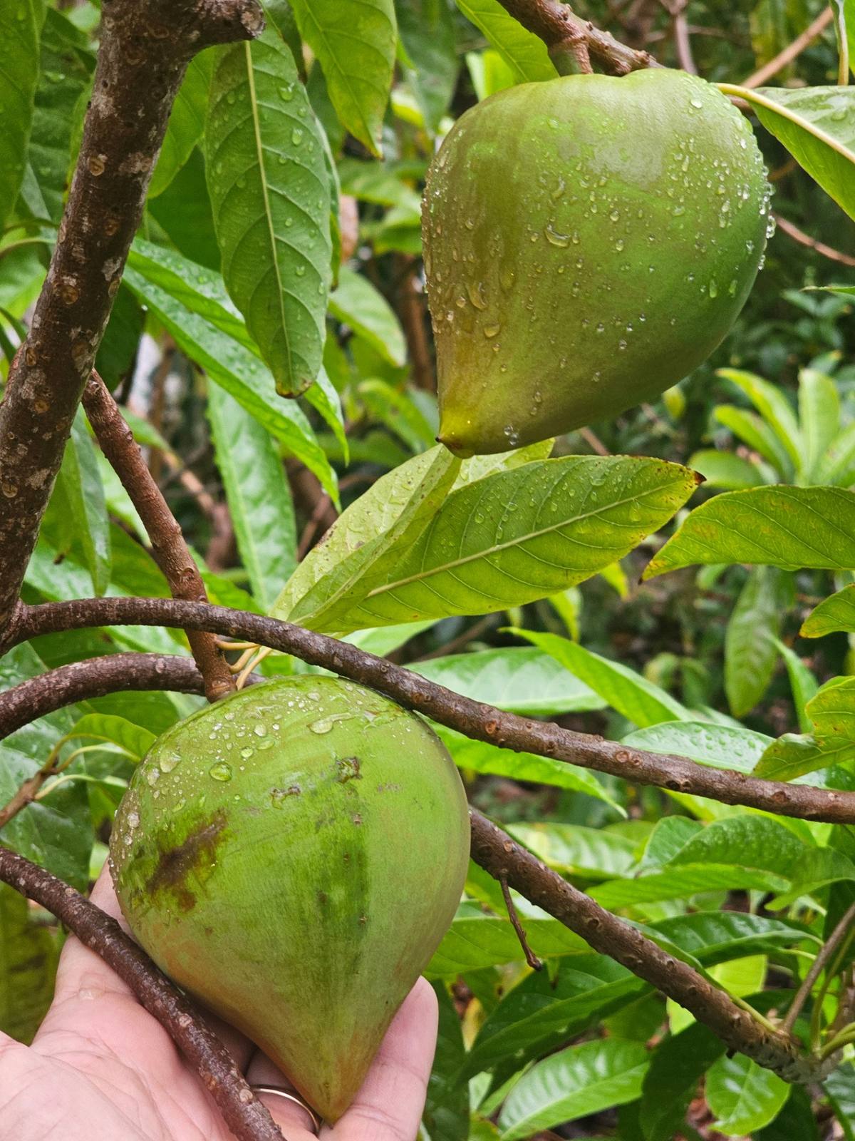 קניסטל (Pouteria campechiana) — גידול בישראל ושתיל קניסטל למכירה