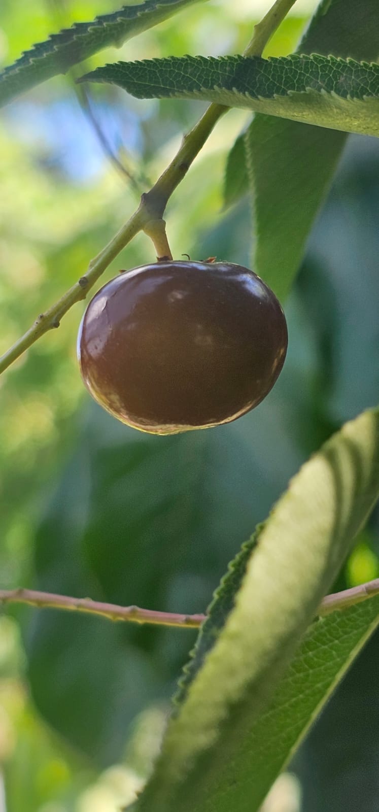 דובדבן קפולין (Prunus salicifolia): הדובדבן הטרופי ממקסיקו
