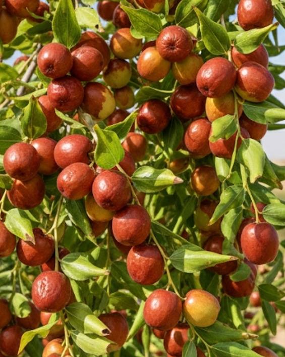 שיזף מצוי / ג'וג'ובה (Ziziphus jujuba): התמר הסיני