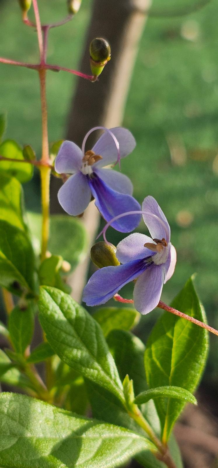 פרפר כחול (Rotheca myricoides): שיח הפריחה שנראה כמו נחיל פרפרים