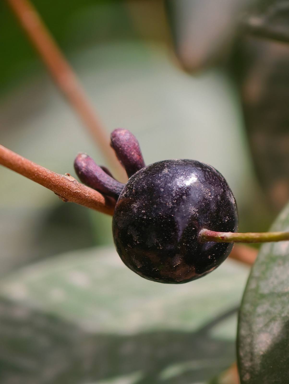 אאוגניה סולקטה (Eugenia sulcata): פרי מתוק ועלים ריחניים