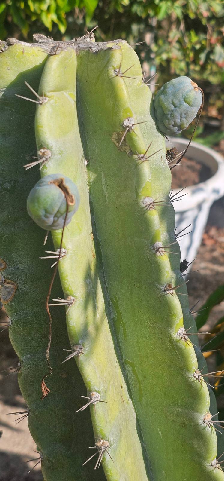 קובו (Cereus peruvianus): הקקטוס הישראלי שמניב פרי מתוק