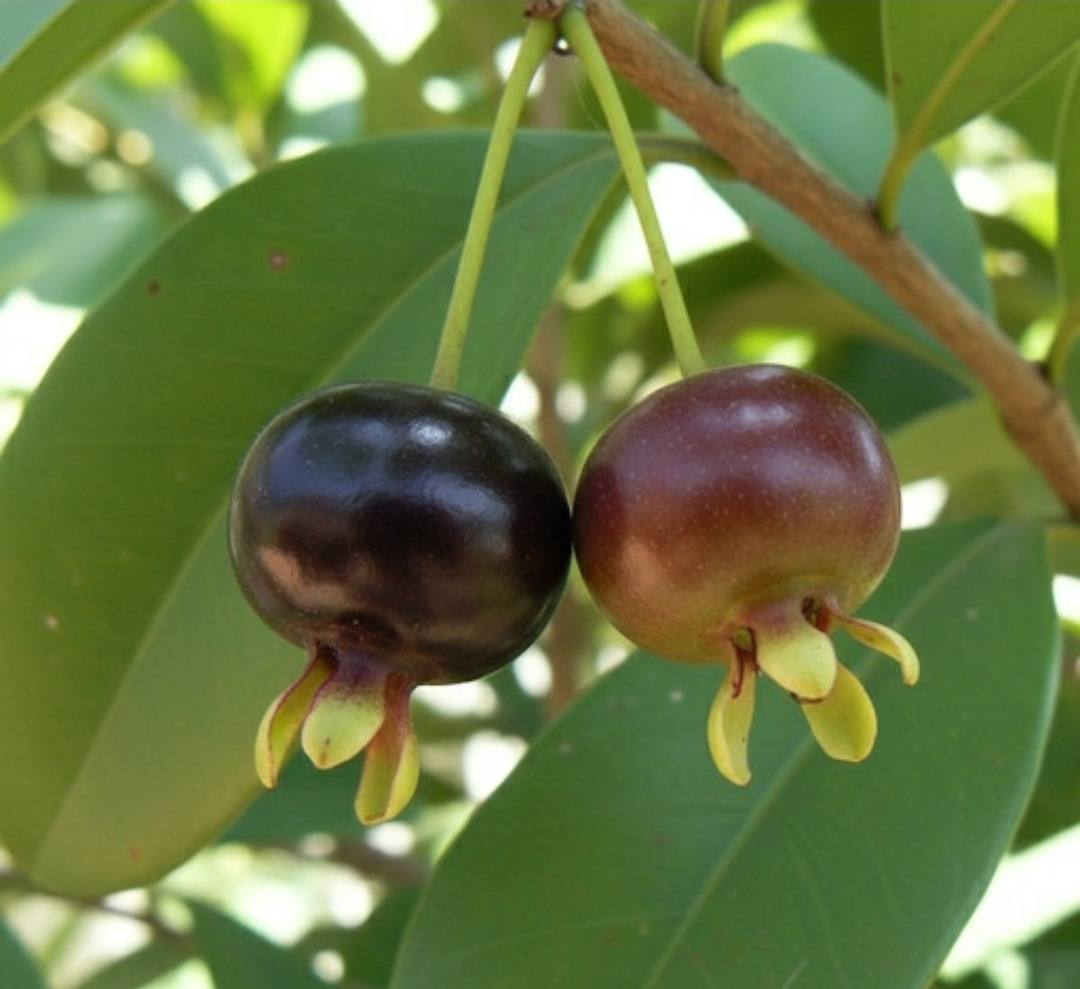 גרומישמה (Eugenia brasiliensis): הדובדבן הברזילאי — מדריך גידול