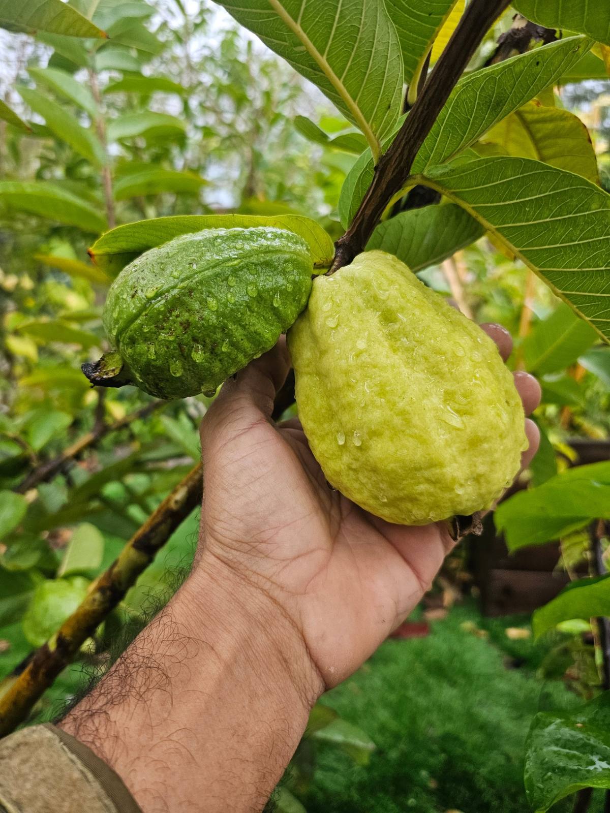משפחת ההדסיים (Myrtaceae): גויאבה, פג'ויה, פיטנגה וג'בוטיקבה