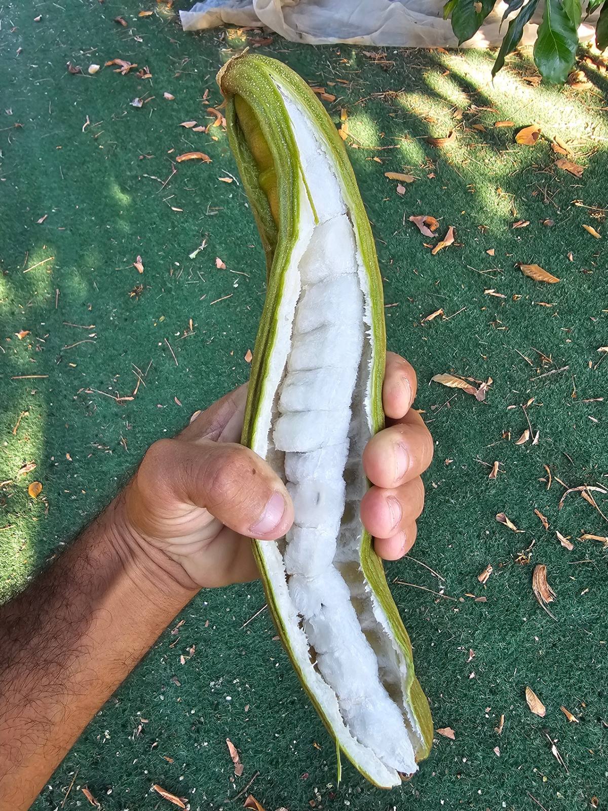 שעועית הגלידה (Inga edulis): תרמיל בטעם צמר גפן מתוק