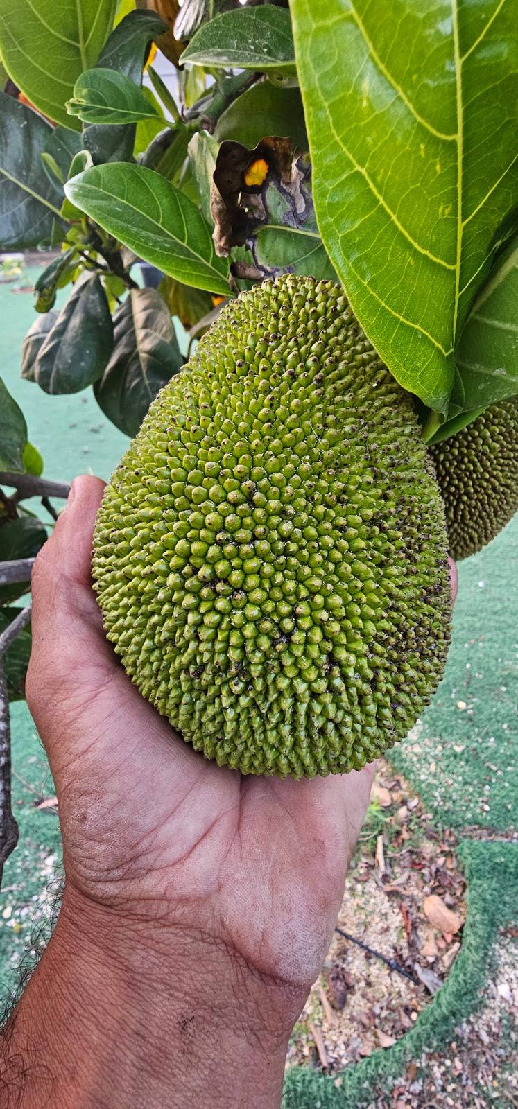 משפחת התותיים (Moraceae): ג'ק פרוט, תאנה, תות וצ'ה סיני — קרובי משפחה