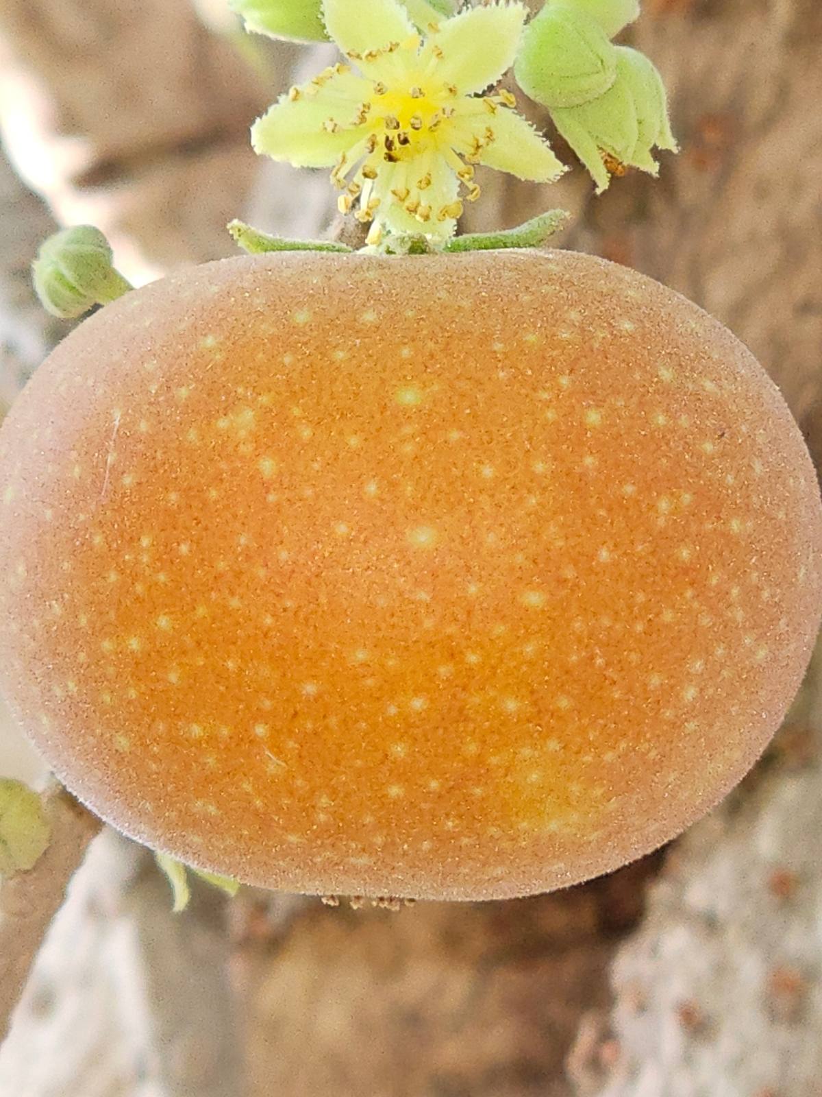 קטמבילה (Dovyalis hebecarpa): גרגר סגול חמוץ מסרי לנקה