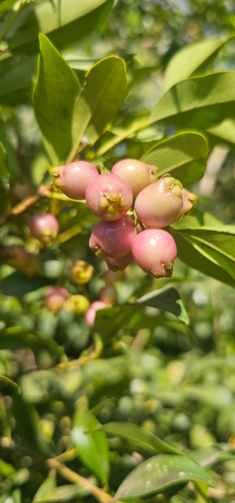 לילי פילי (Syzygium smithii): שיח הגדר החיה האוסטרלי עם פרי אכיל
