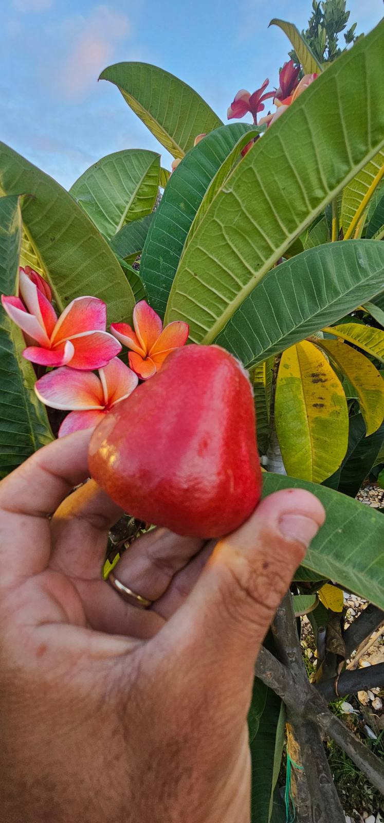 תפוח מים מלזי (Syzygium aqueum): מדריך גידול בישראל