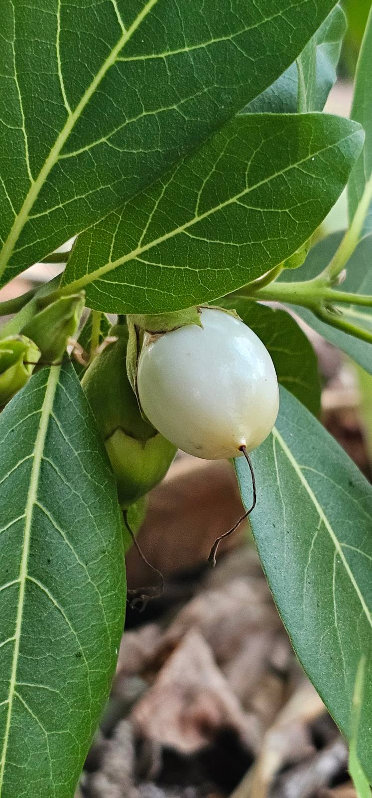 פרי החלב (Cordia taguahyensis): הפרי הלבן הנדיר מברזיל