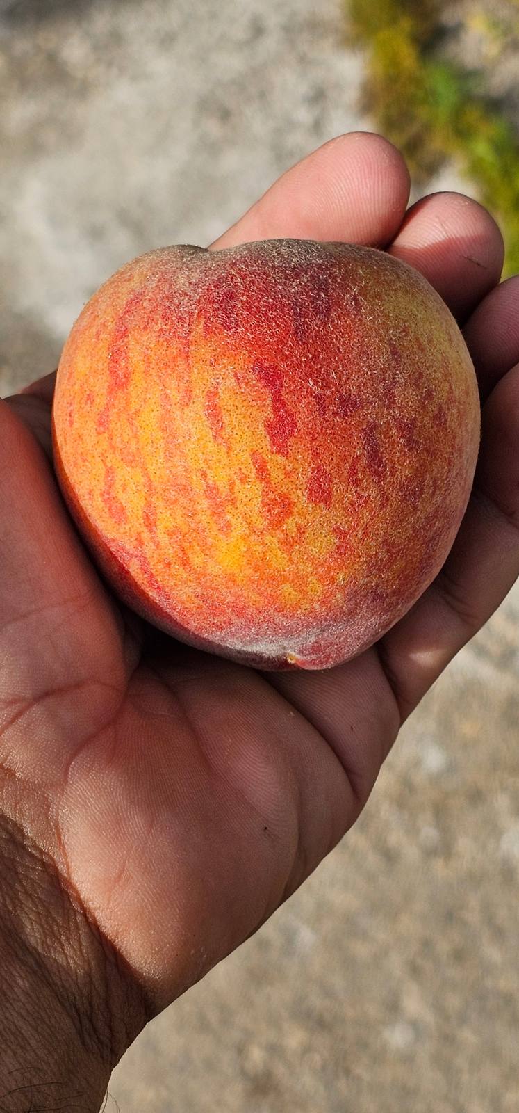 משפחת הוורדיים (Rosaceae): אפרסק, תפוח, שסק ופטל — משפחה אחת