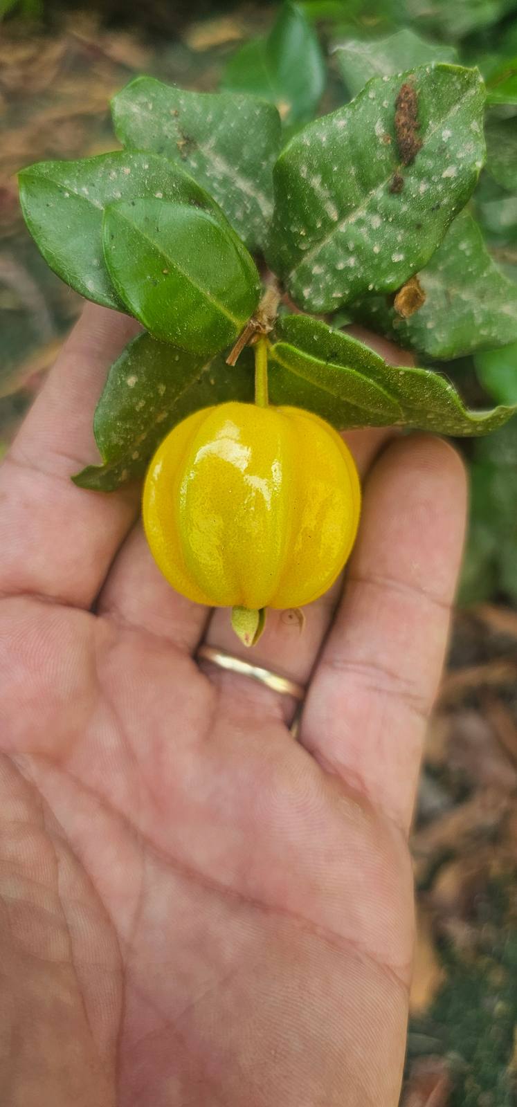 פיטנגה 'טובה' (Eugenia uniflora): הזן המשובח של דובדבן סורינם