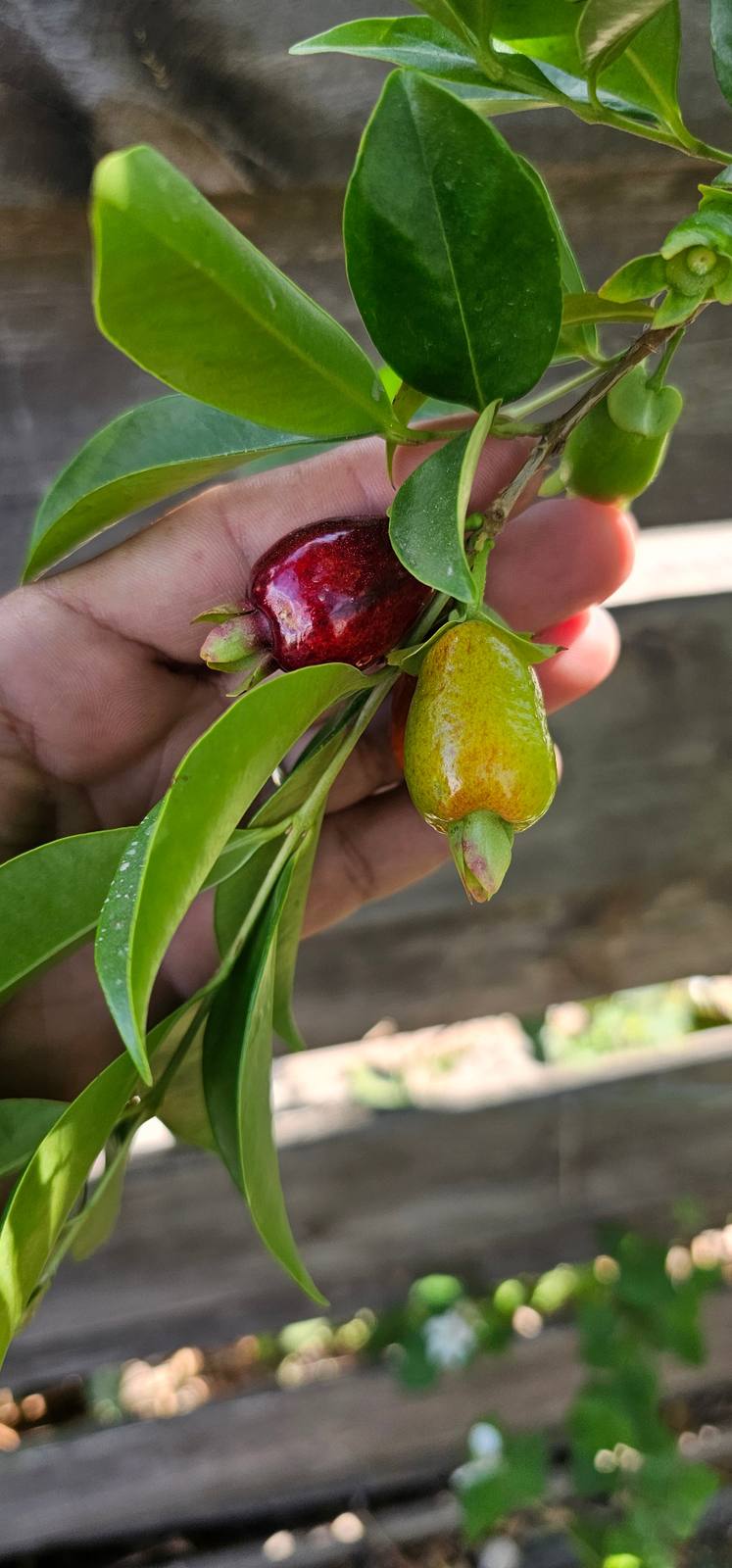 דובדבן ריו גרנדה (Eugenia aggregata): מדריך גידול בישראל
