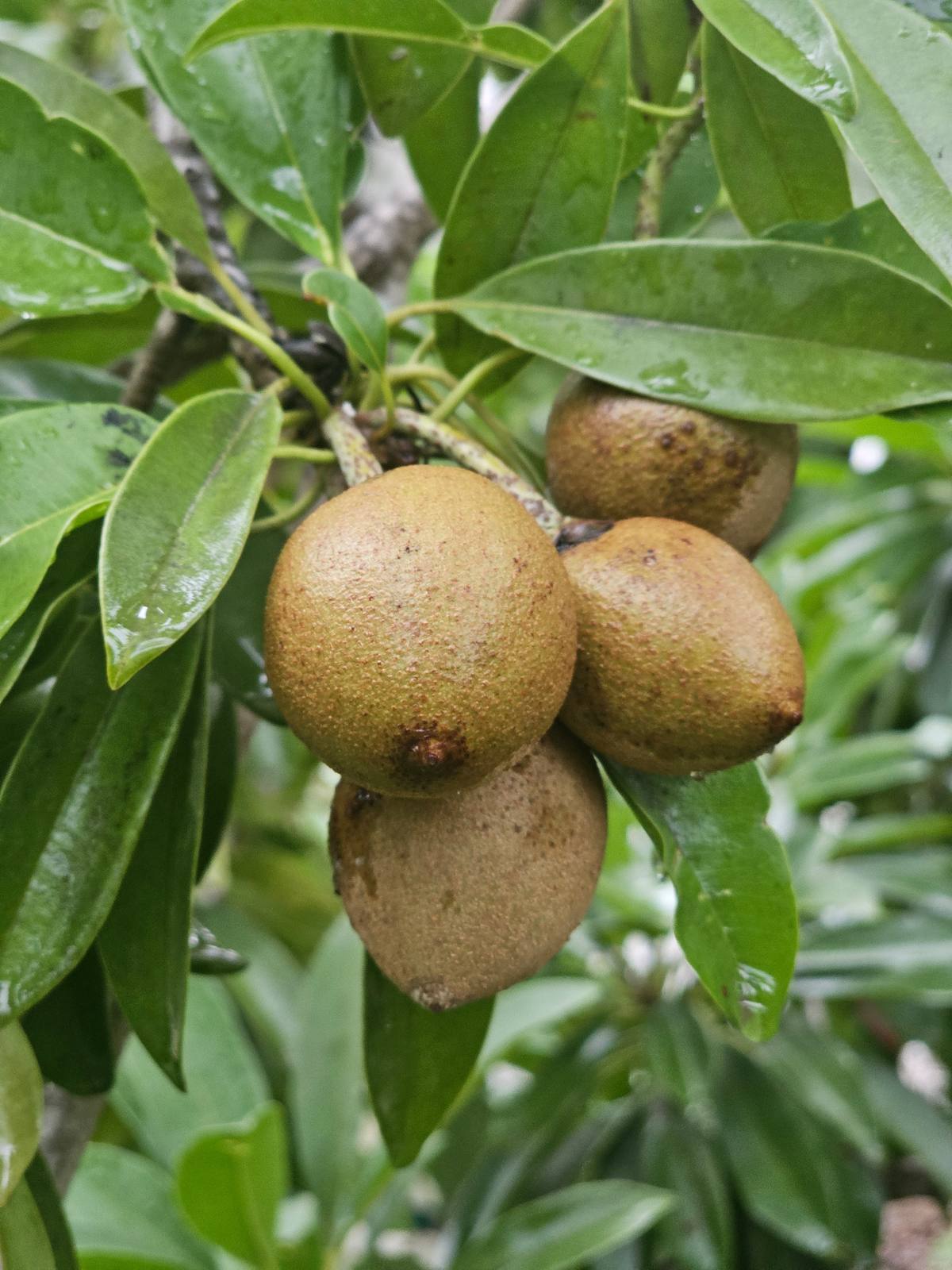 משפחת הסאפוטיים (Sapotaceae): סאפודילה, תפוח כוכב, לוקומה ופרי הנס