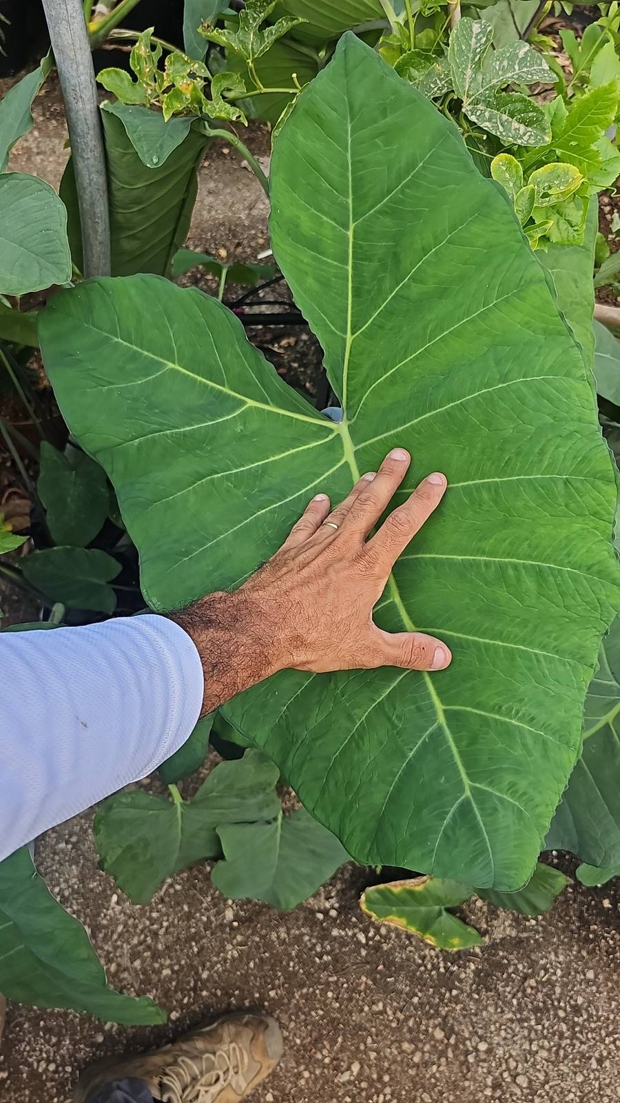 אוזן פיל סגולה (Xanthosoma violaceum): נוי דרמטי ופקעת אכילה